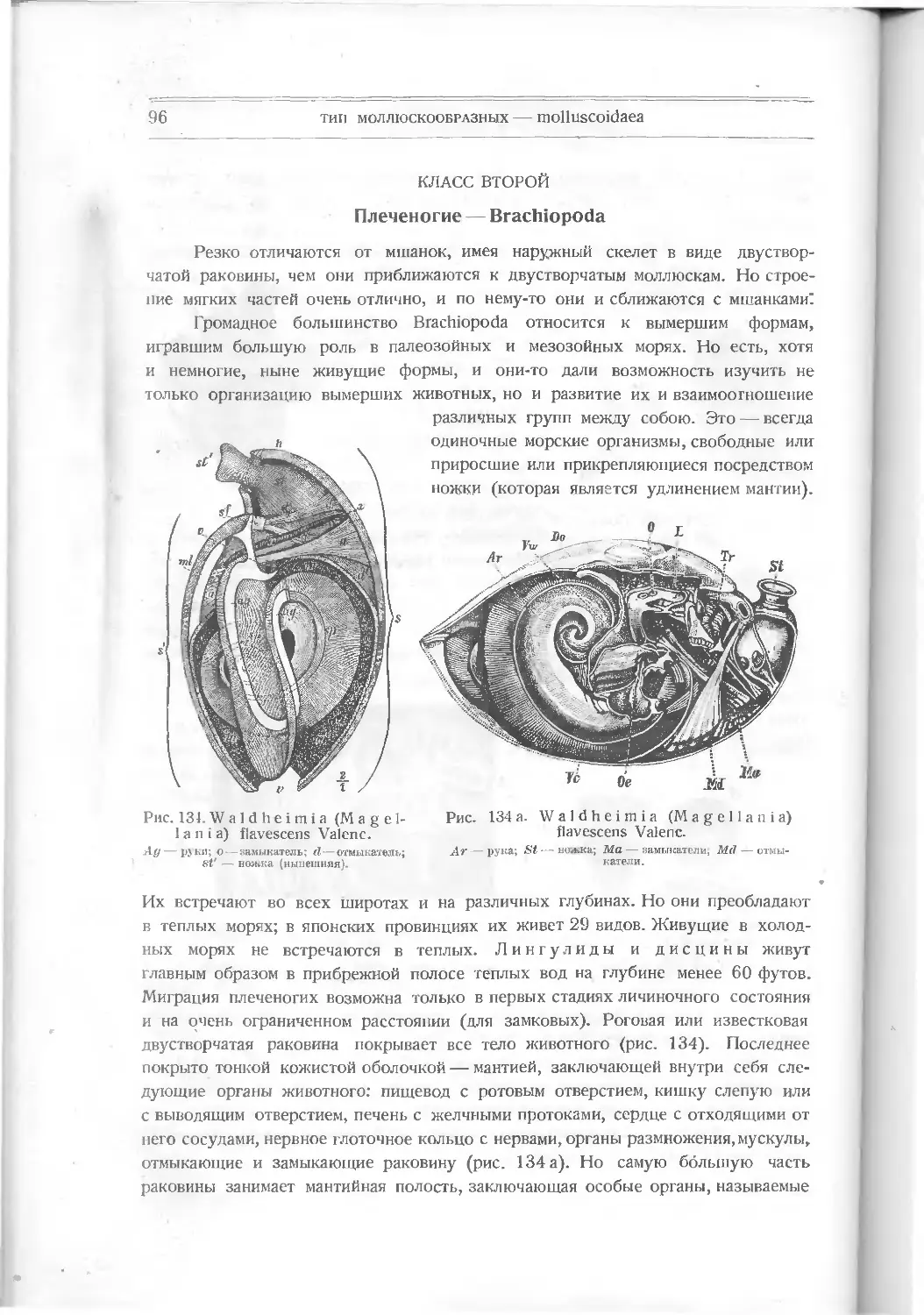 Класс второй. Плеченогие – Brachiopoda