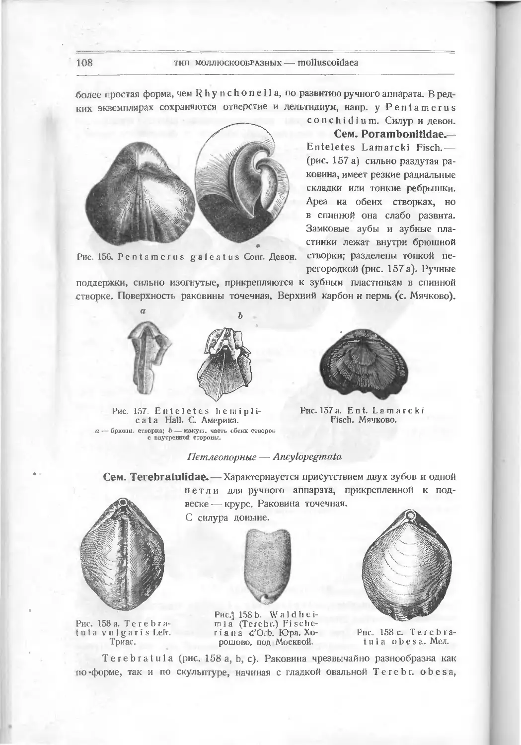 Петлеопорные – Ancylopegmata