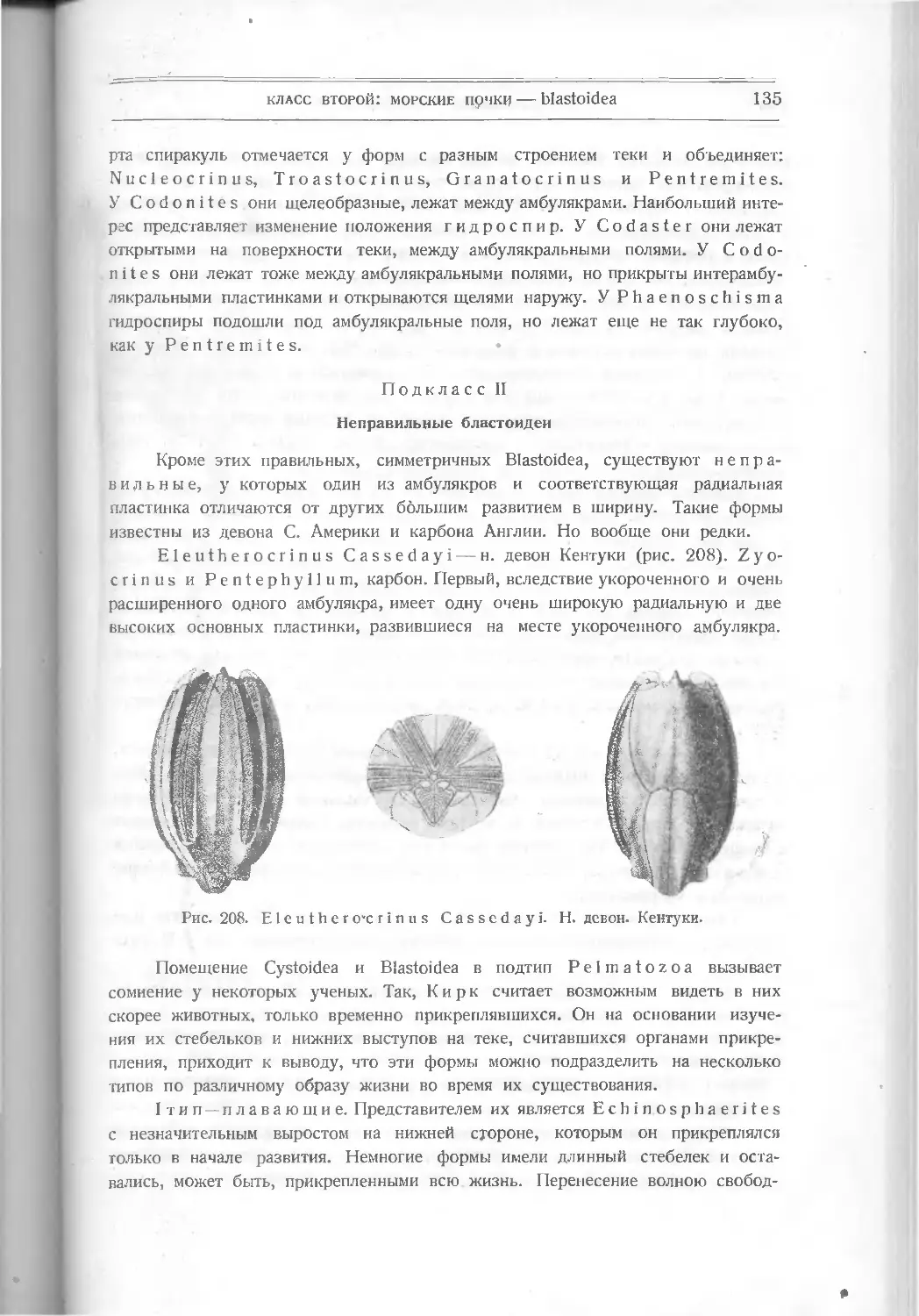 Подкласс II. Неправильные бластоидеи