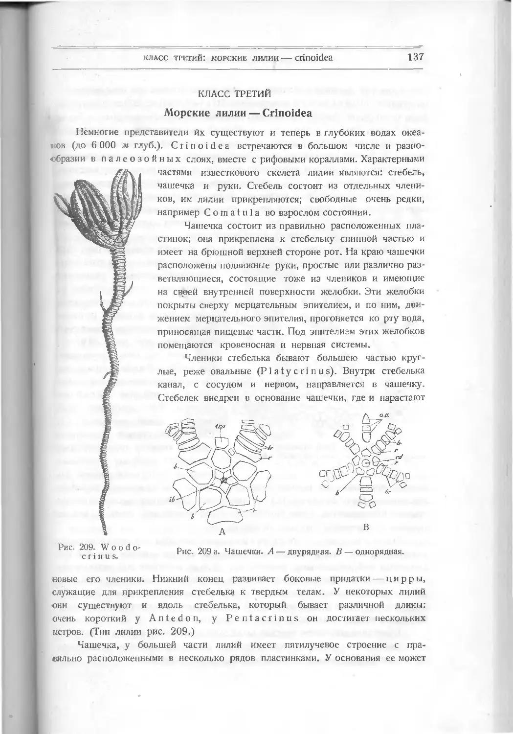 Класс третий. Морские лилии – Crinoidea