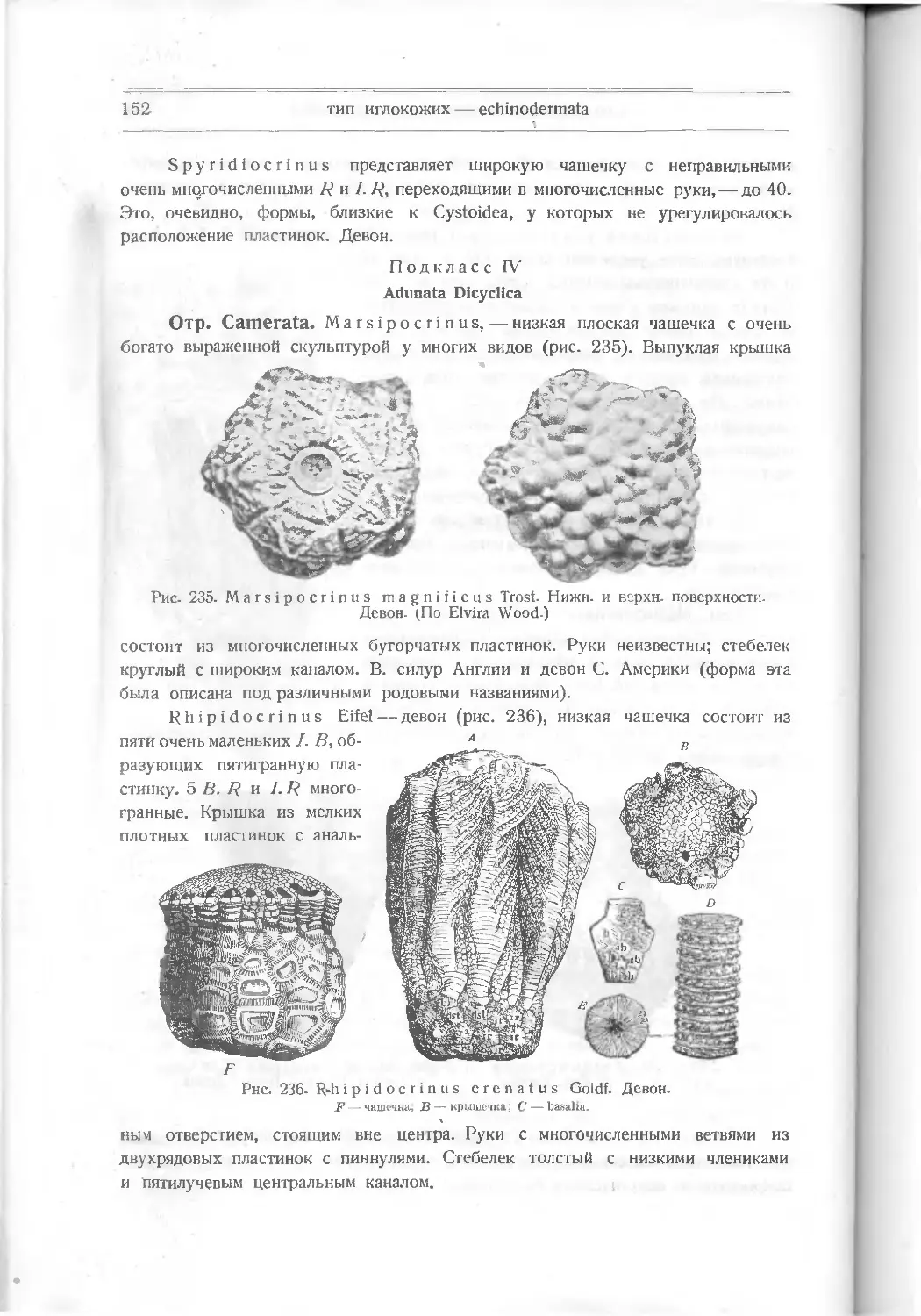 Подкласс IV. Adunata Dicyclica