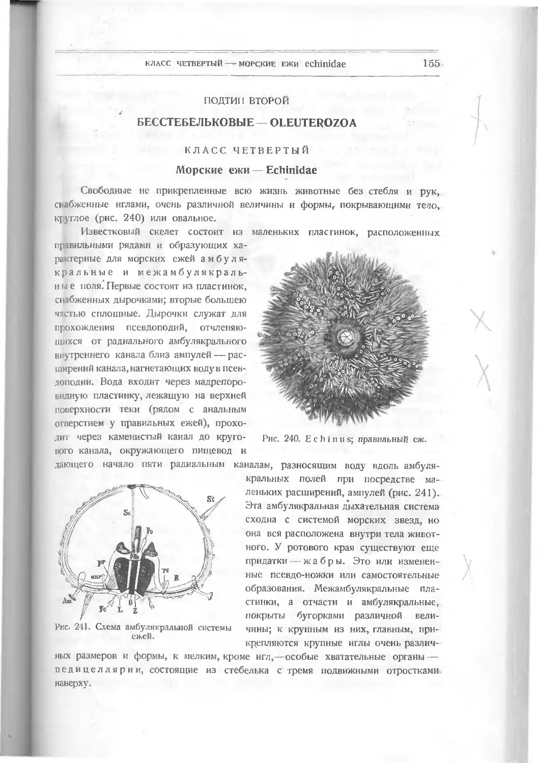 Подтип второй. Бесстебельковые – Oleuterozoa