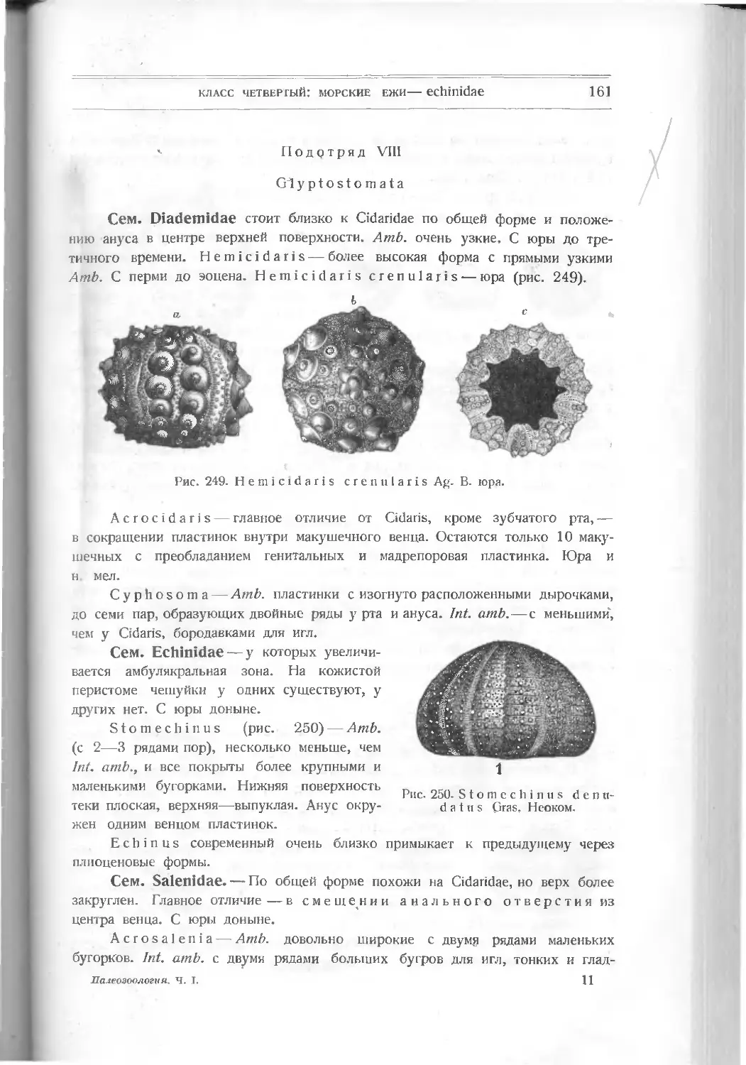 Gliptostomata