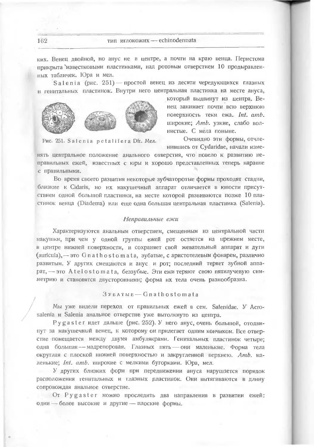 Неправильные ежи
Зубатые – Gnathostomata