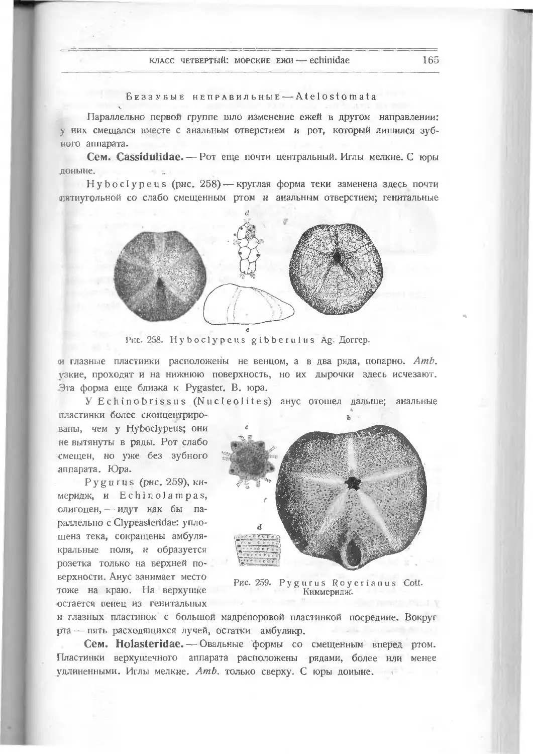 Беззубые неправильные – Atelostomata