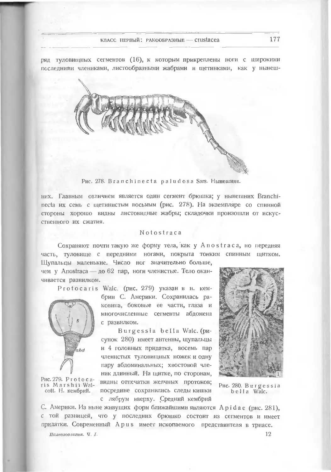 Notostraca