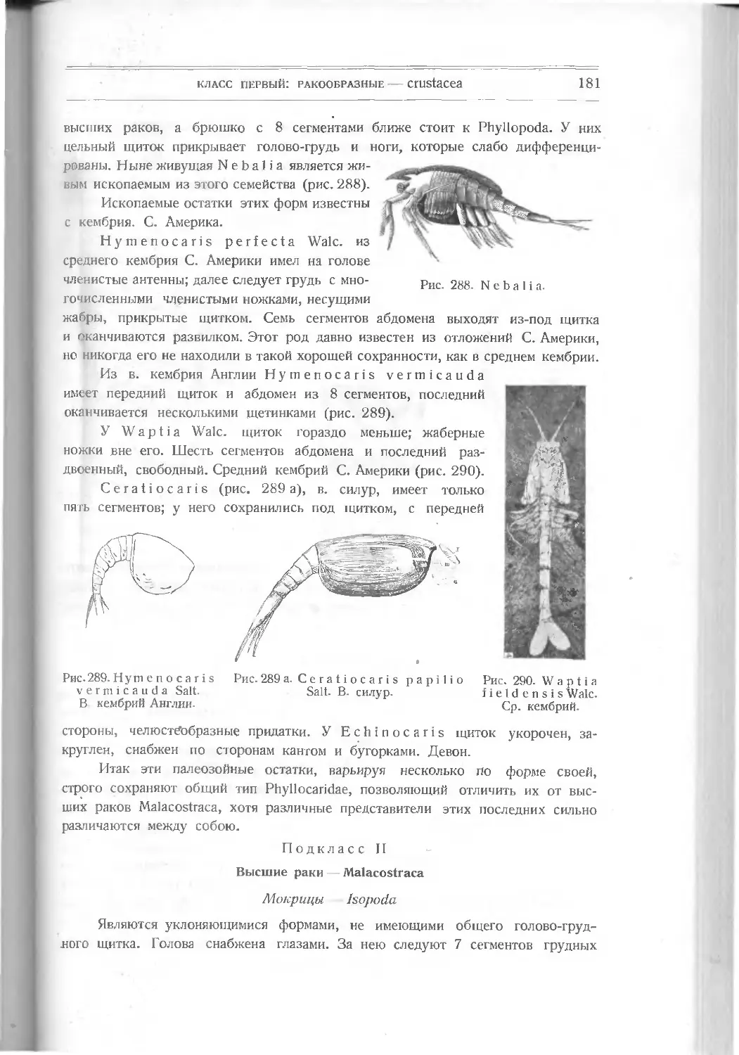 Подкласс II. Высшие раки – Malacostraca