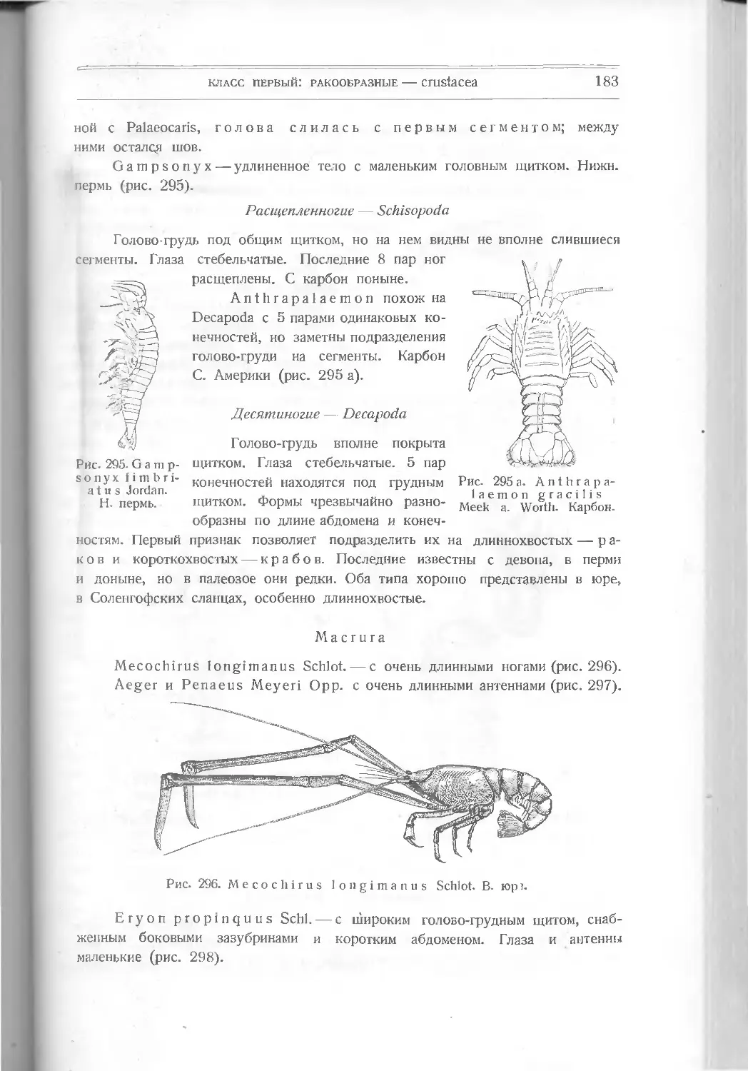 Расщепленноногие – Schizopoda
Десятиногие – Decapoda
Macrura