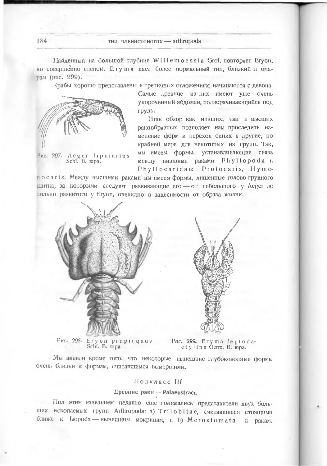 Подкласс III. Древние раки – Palaeostraca