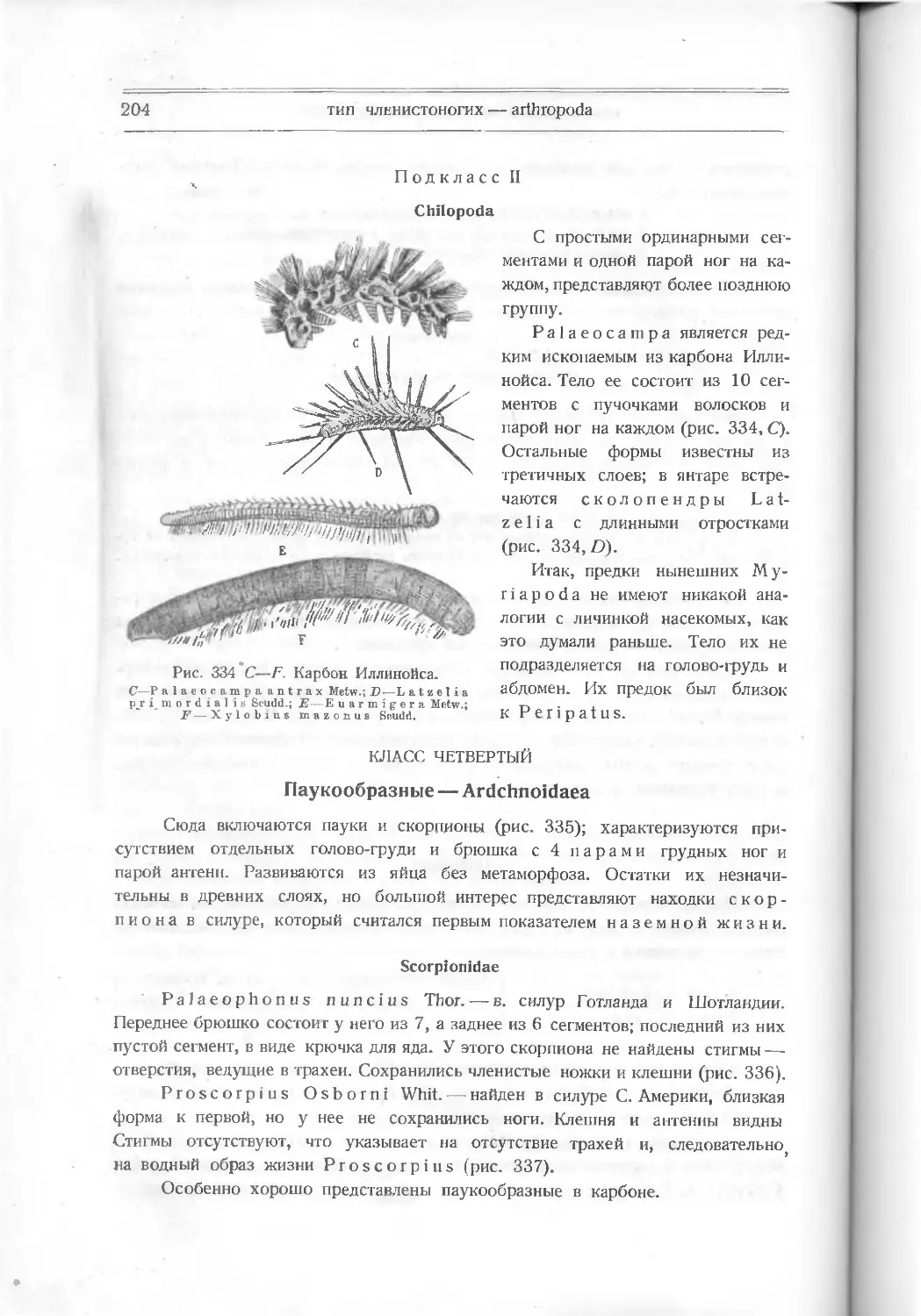 Подкласс II. Chilopoda
Класс четвёртый. Паукообразные – Arachnoidaea