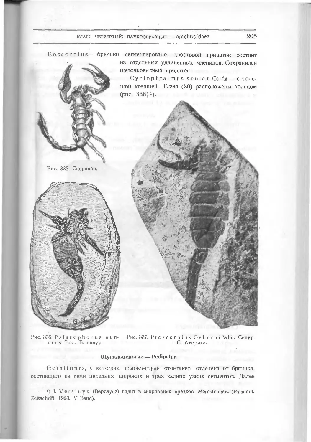 Щупальценогие – Pedipalpa