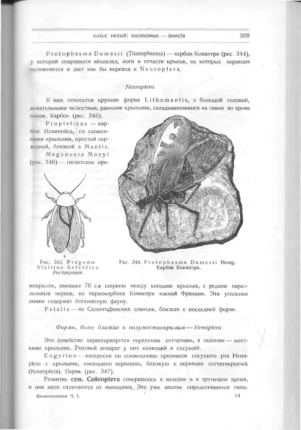 Neuroptera
Формы, близкие к полужесткокрылым – Hemiptera