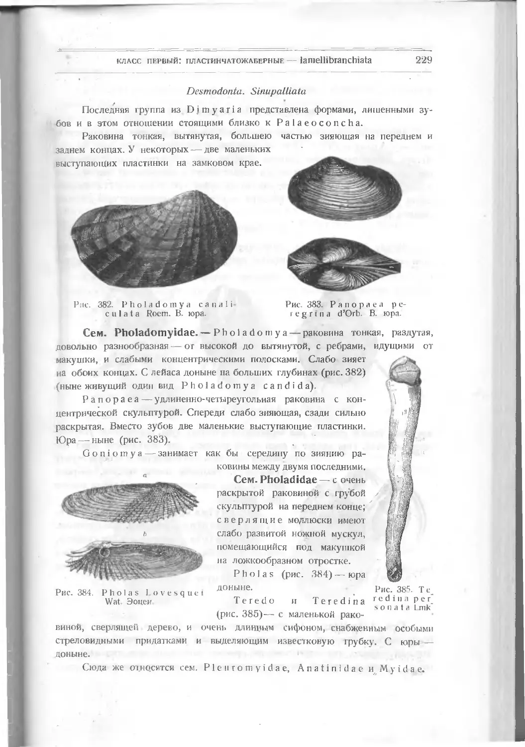 Desmodonta, Sinupalliata