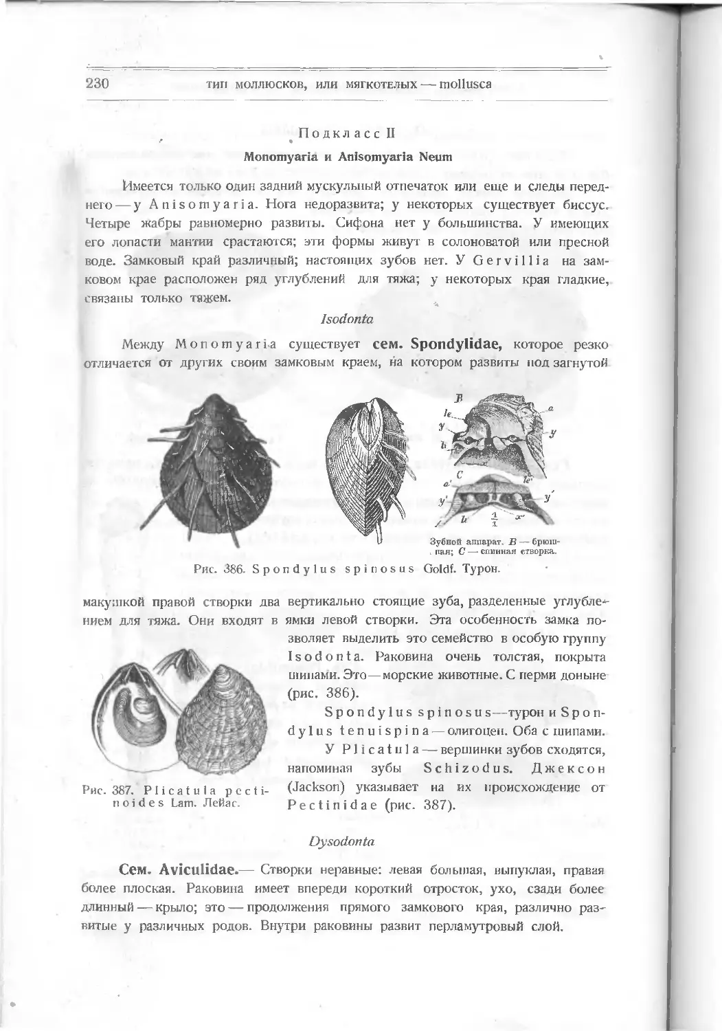 Подкласс II. Monomyaria и Anisomyaria Neum.
Dysodonta