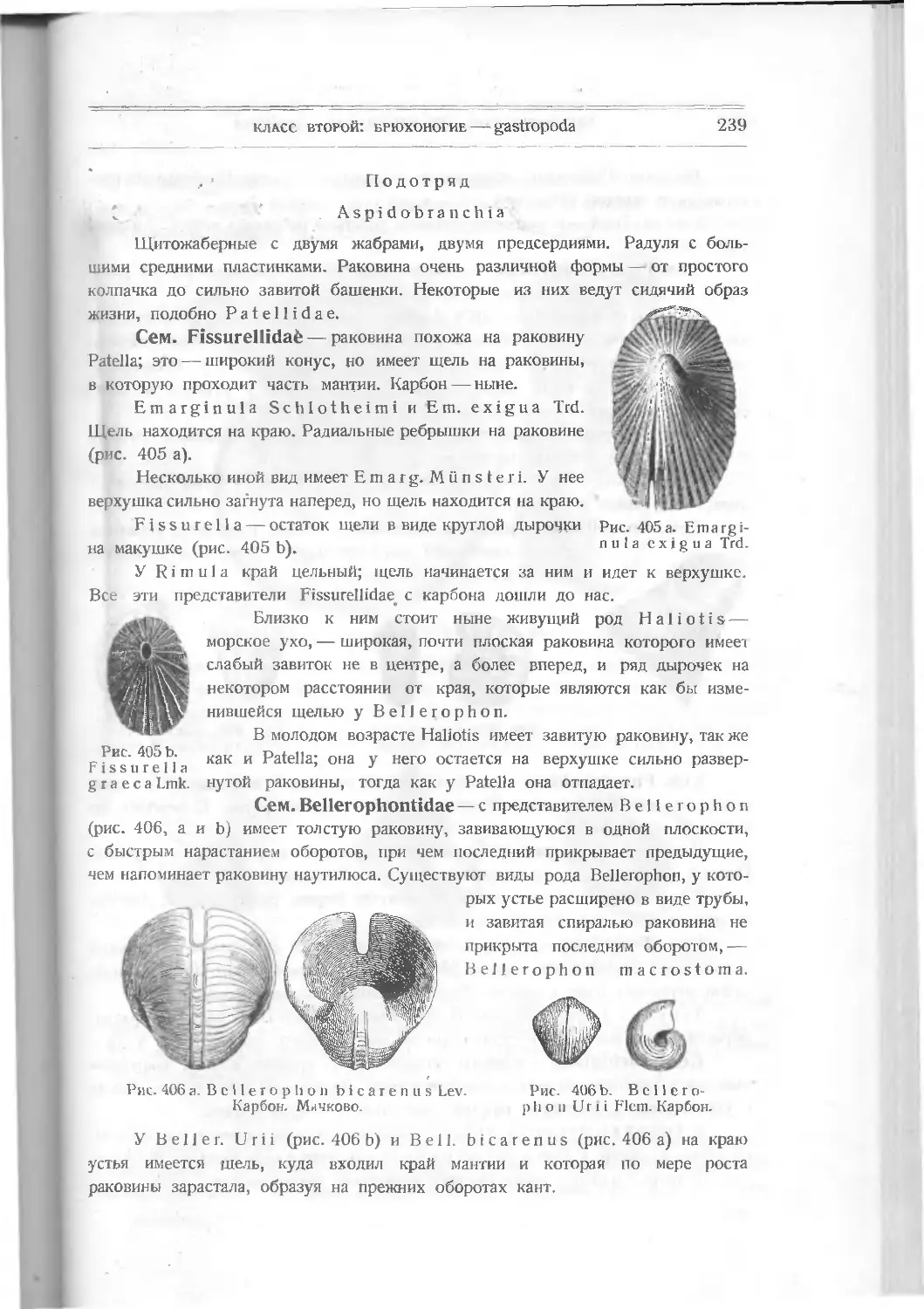 Подотряд Aspidobranchia