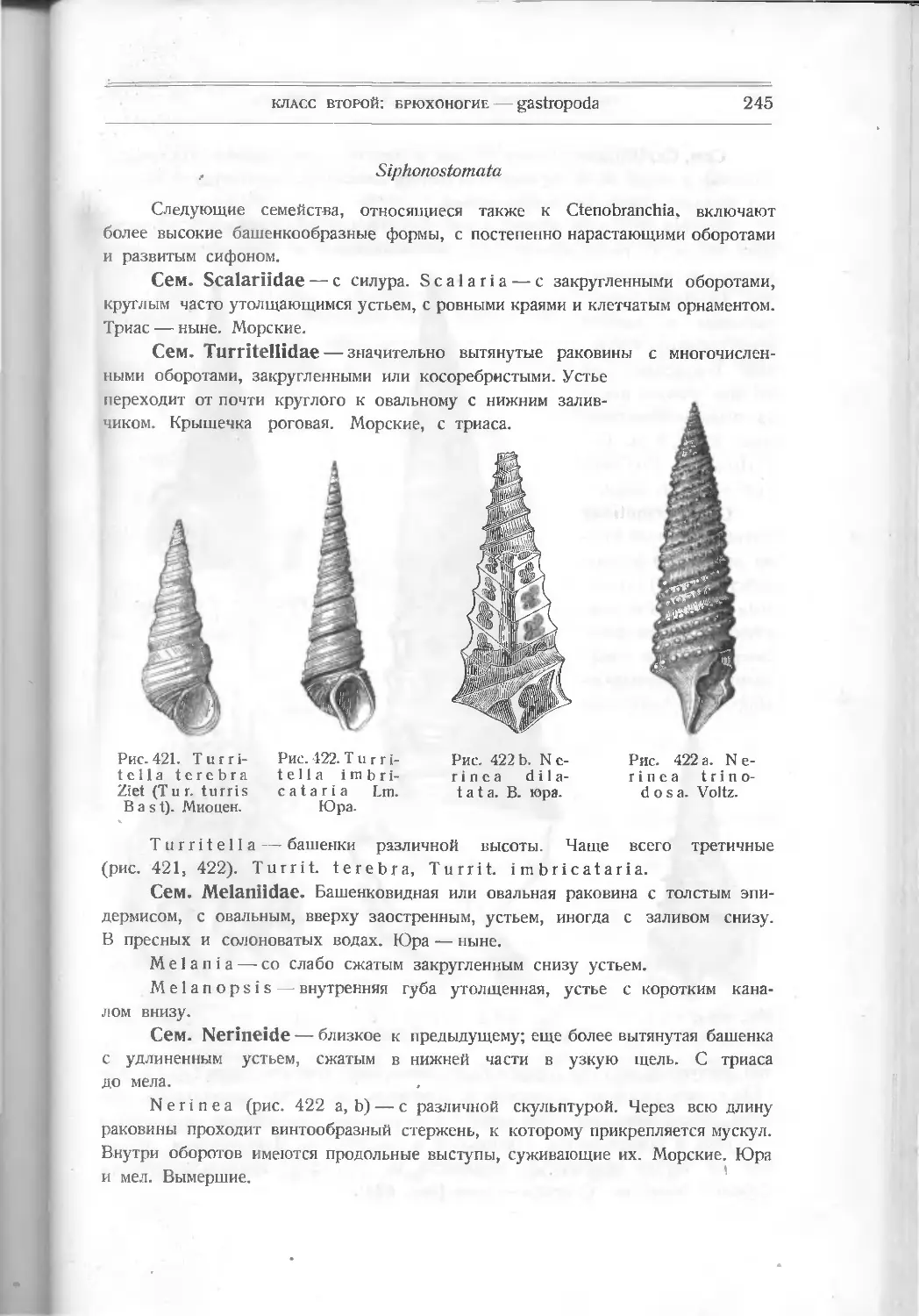 Siphonostomata