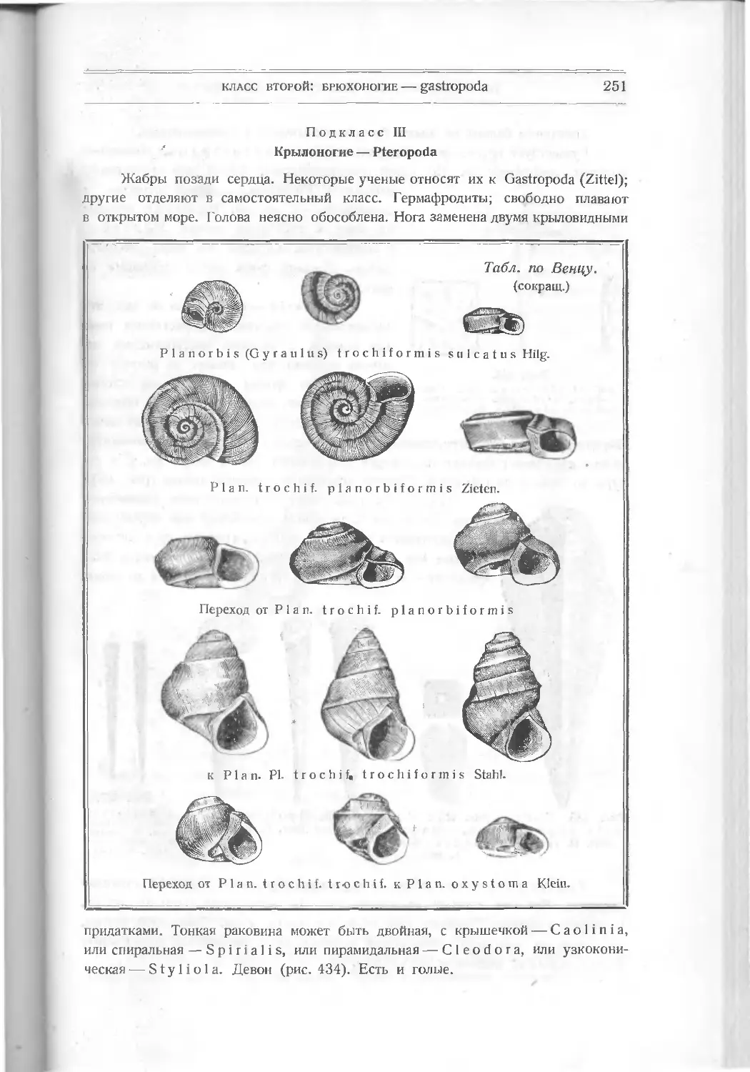 Подкласс III. Крылоногие – Pteropoda