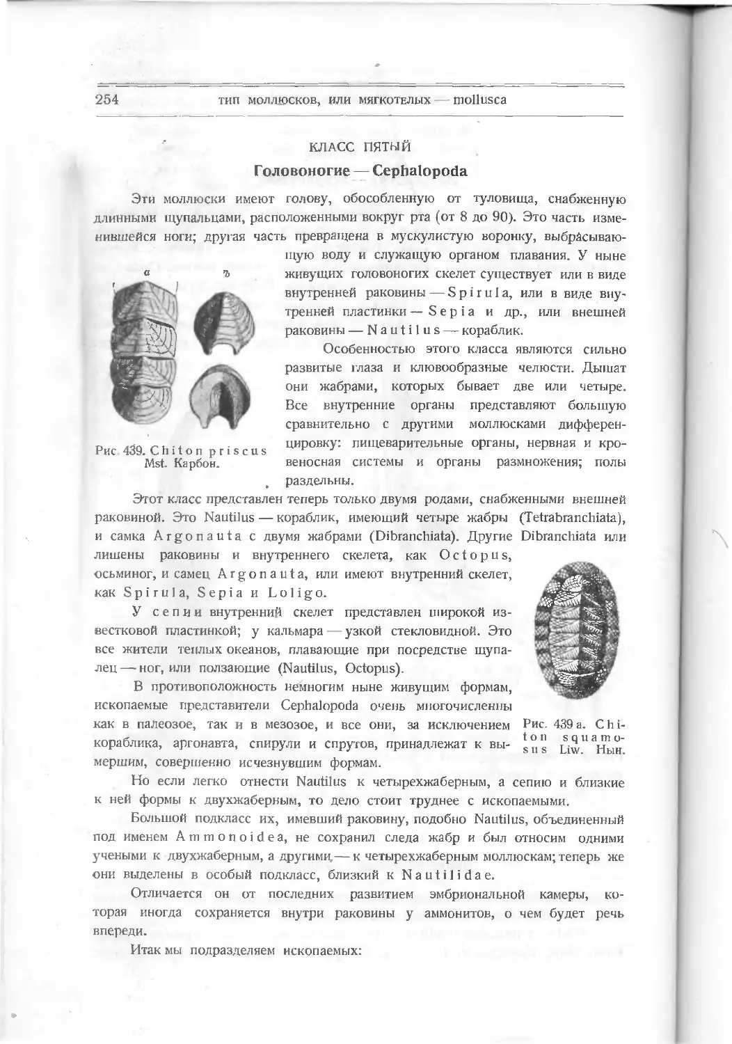 Класс пятый. Головоногие – Cephalopoda