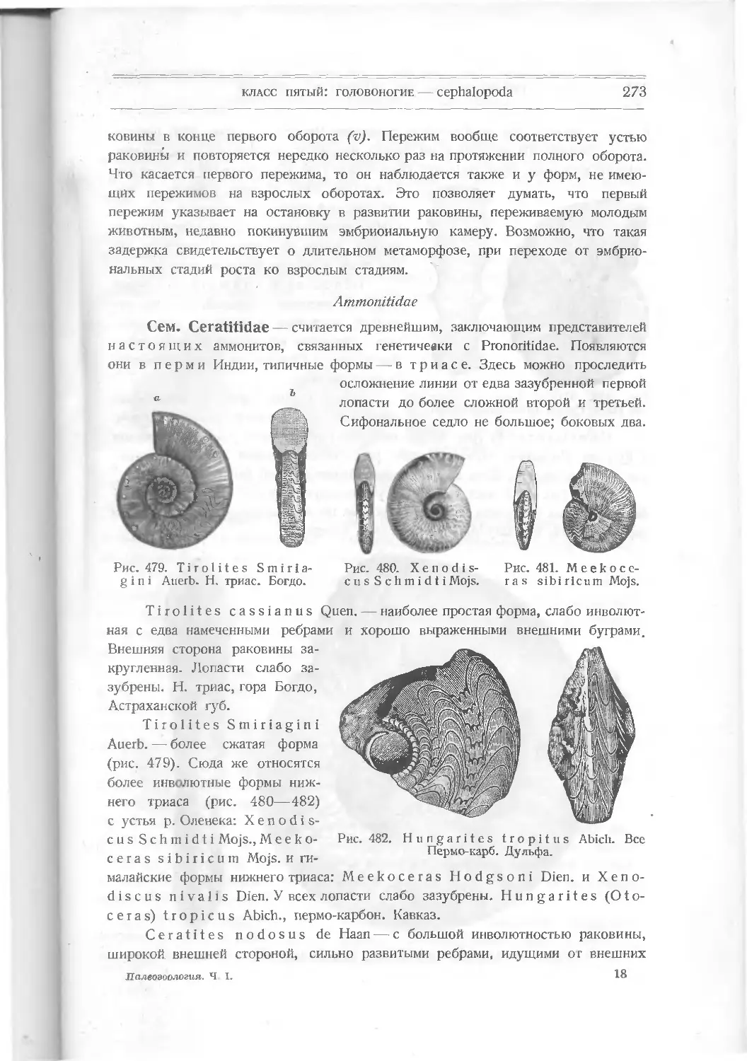 Ammonitidae