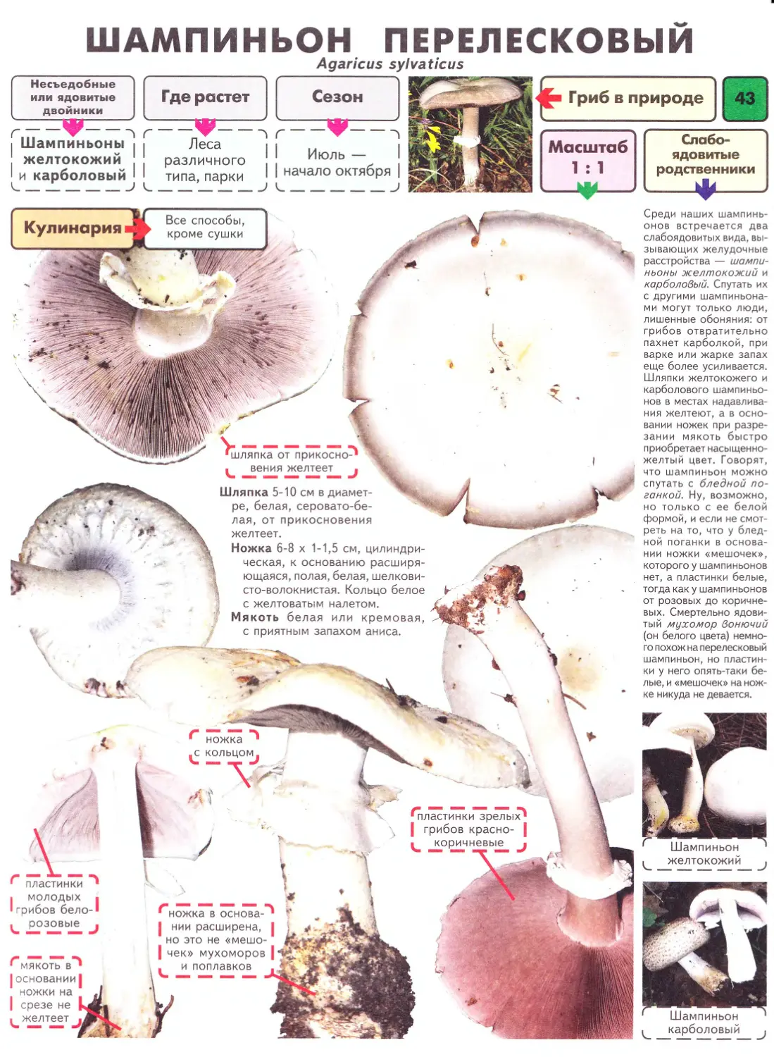 Шампиньон описание. Шампиньон перелесковый Вишневский. Грибная энциклопедия. Определитель грибов. Шампиньо́н переле́сковый  Agaricus silvicola). Лесные шампиньоны. / Шампиньон перелесковый.