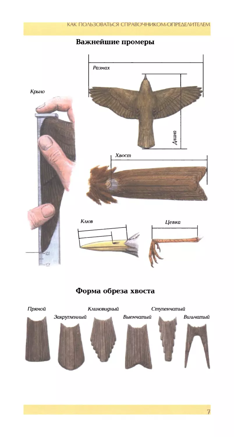 Важнейшие промеры
Форма обреза хвоста