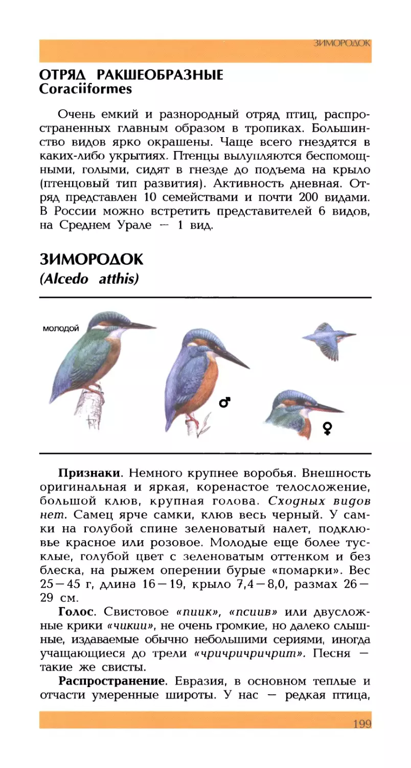 отряд РАКШЕОБРАЗНЫЕ Coraciiformes