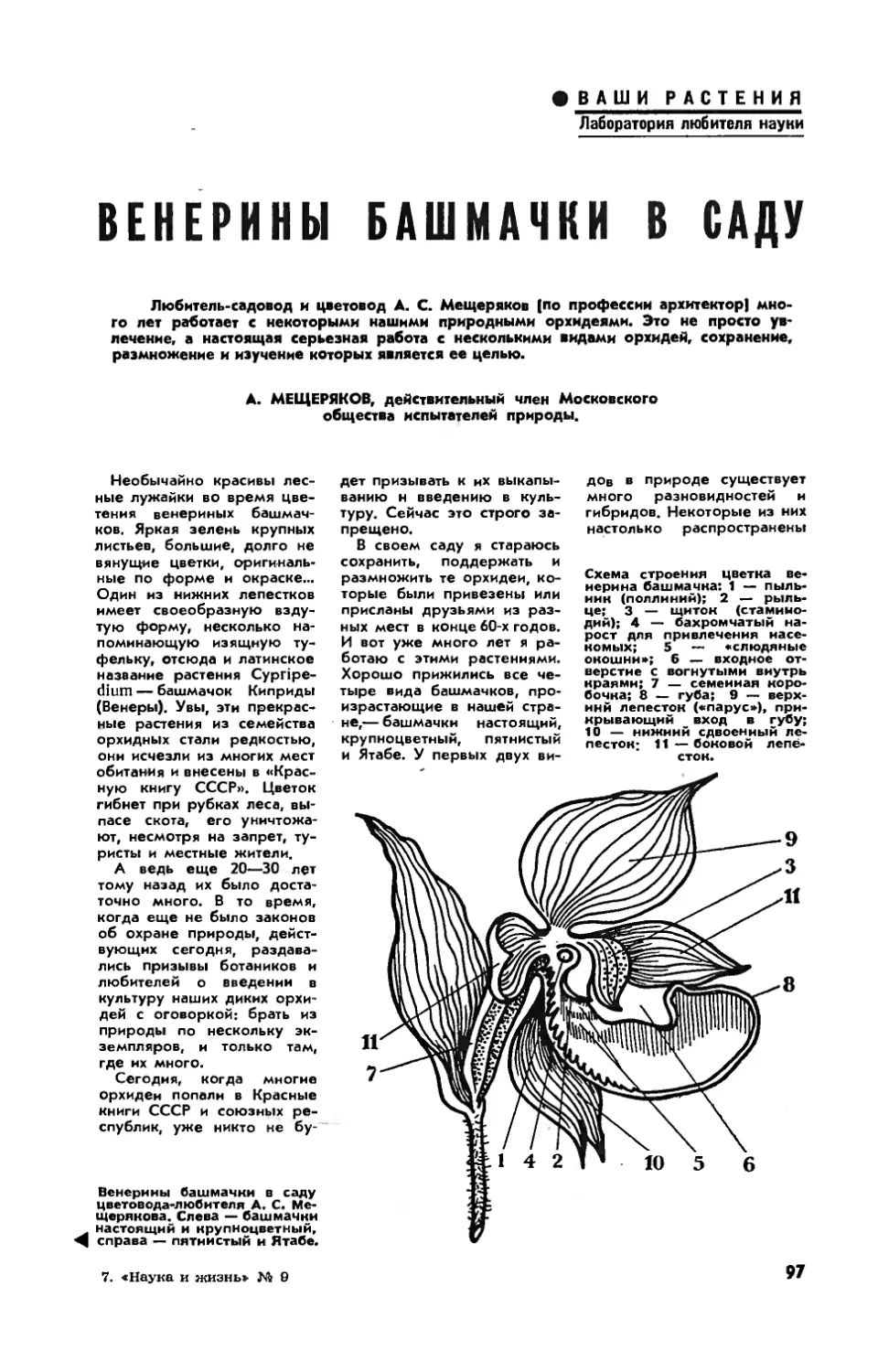 А. МЕЩЕРЯКОВ — Венерины башмачки в саду