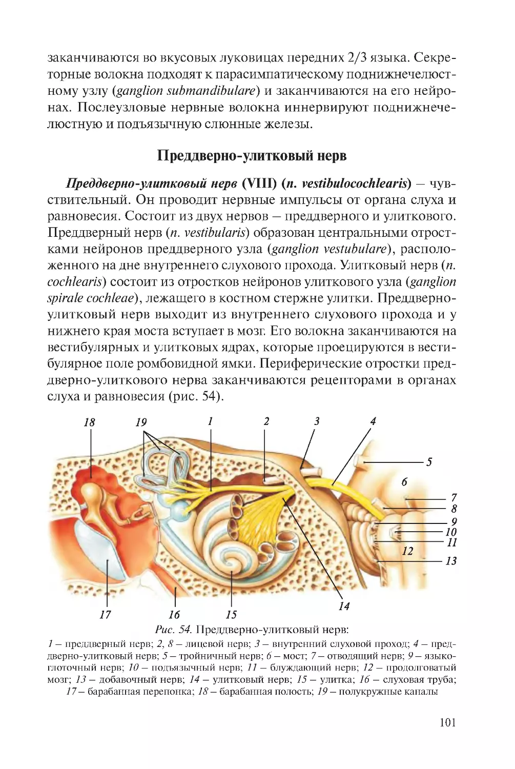 ﻿Преддверно-улитковый нер