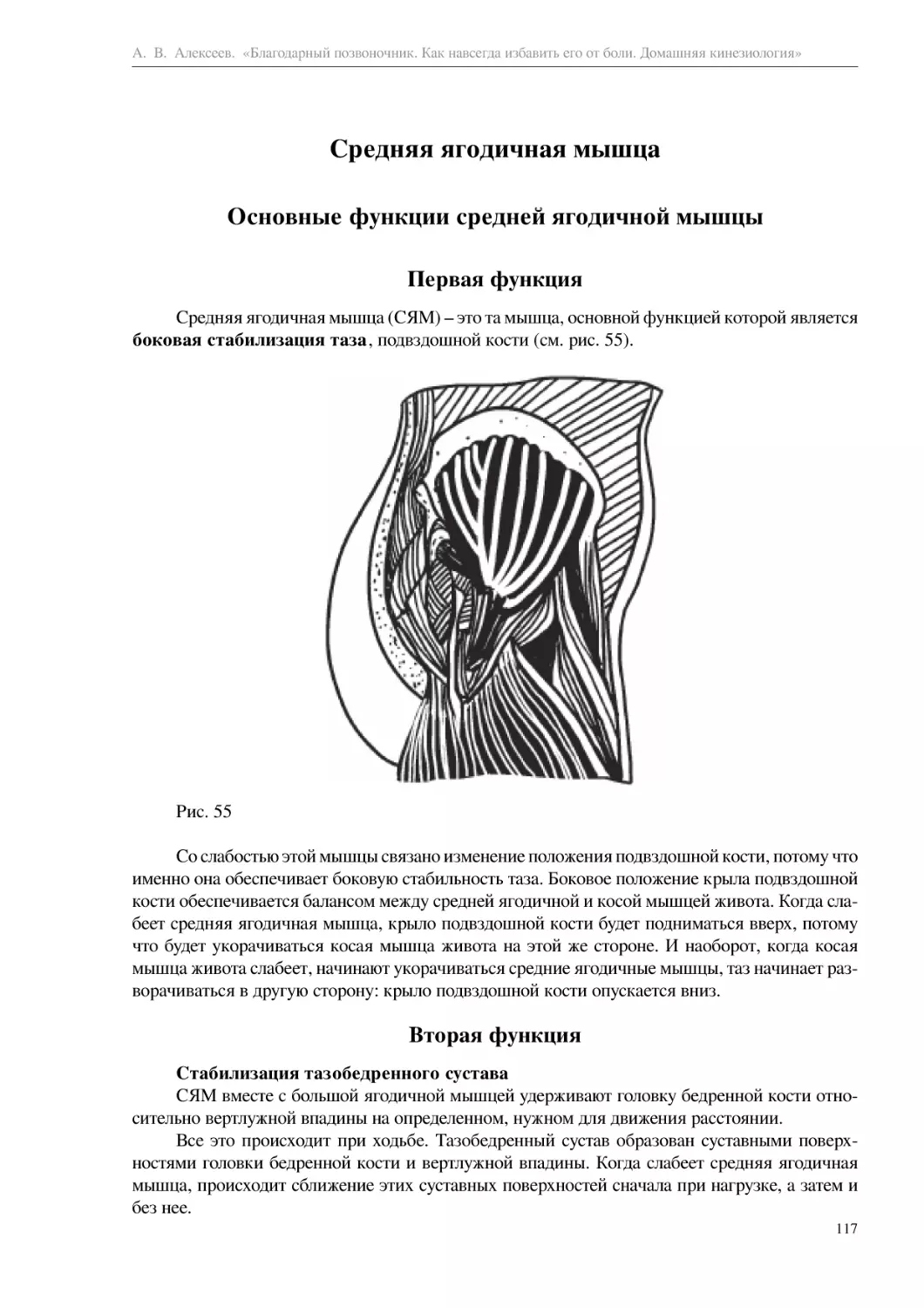 Средняя ягодичная мышца
Основные функции средней ягодичной мышцы
Первая функция
Вторая функция