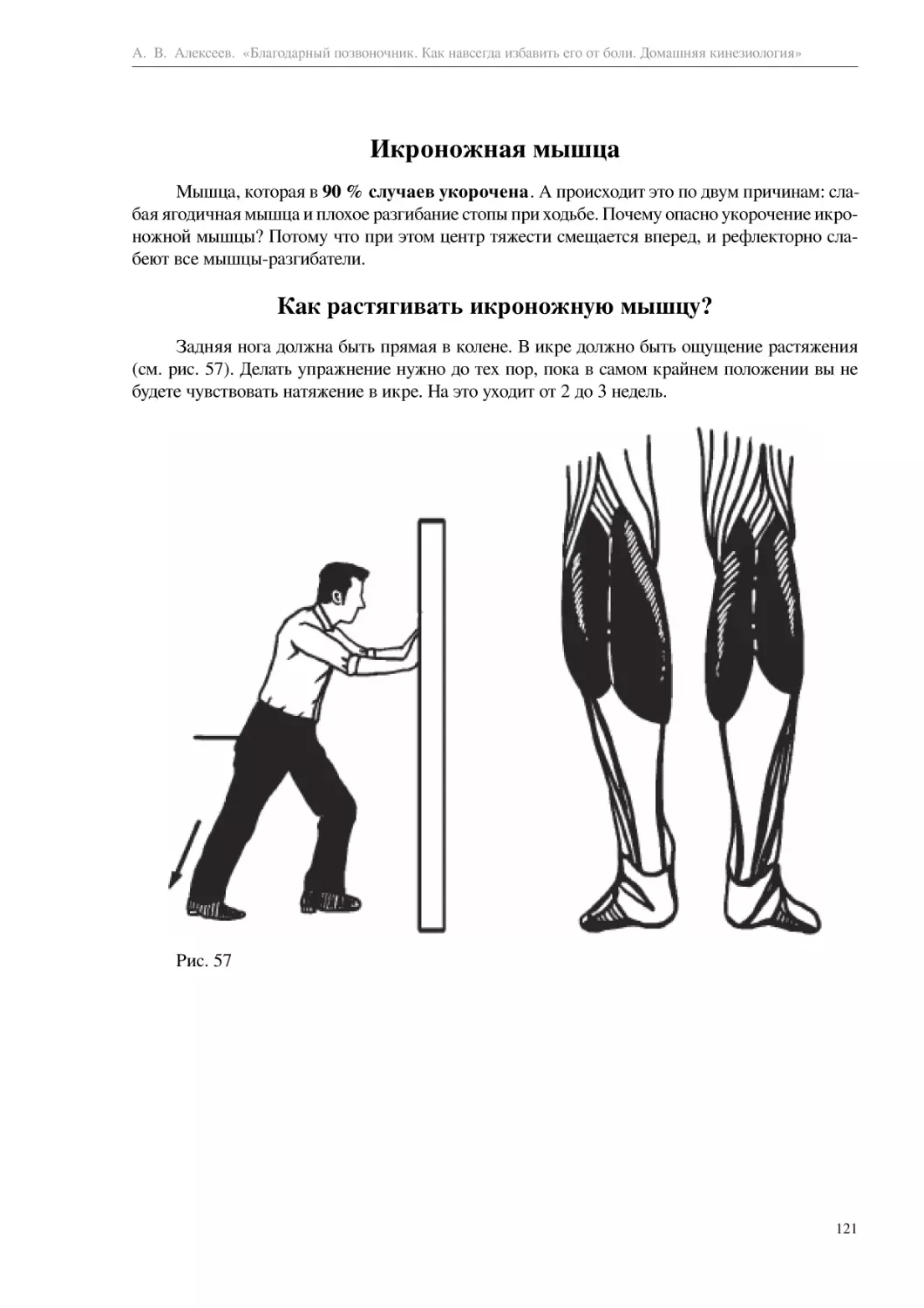 Икроножная мышца
Как растягивать икроножную мышцу?