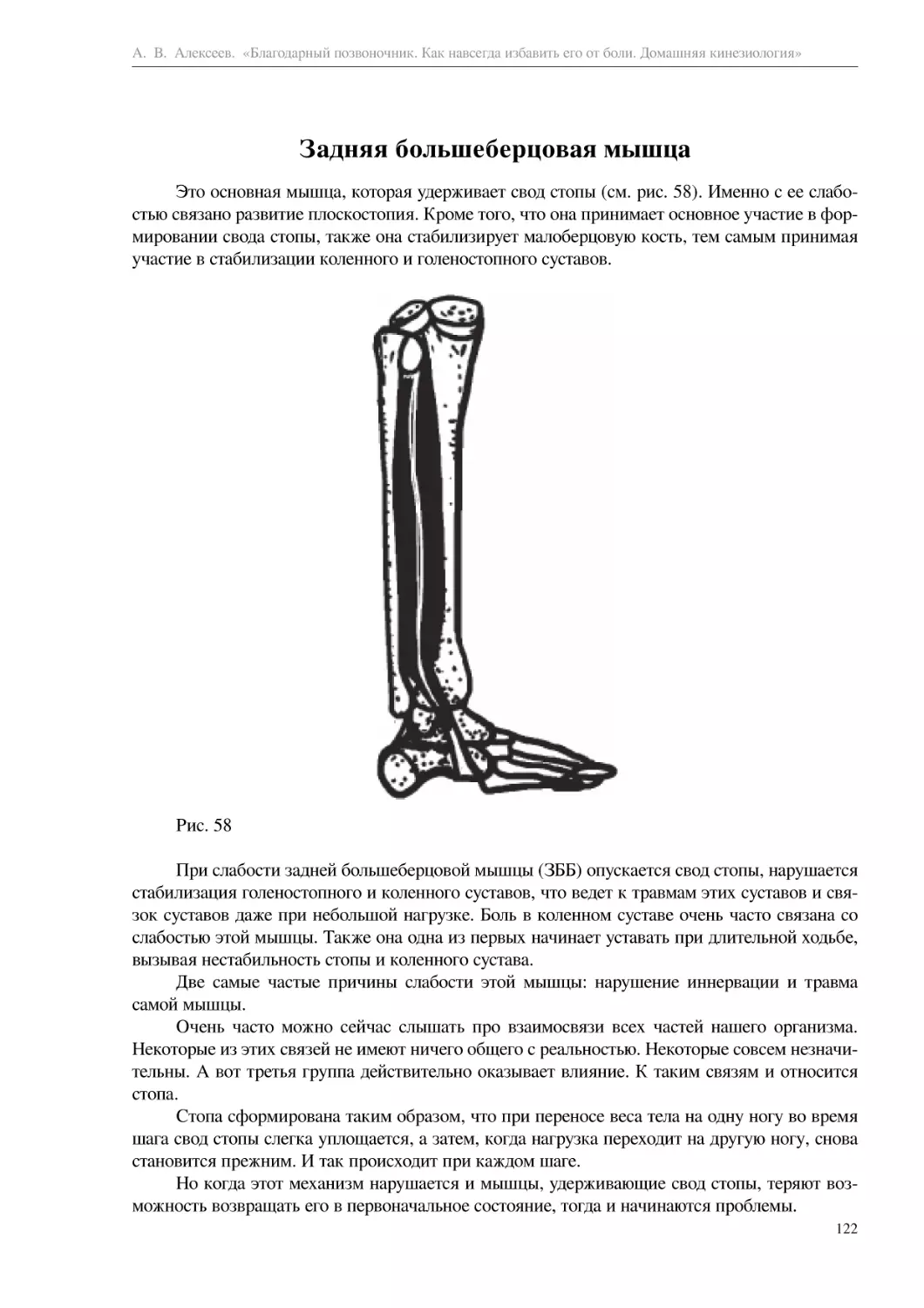 Задняя большеберцовая мышца