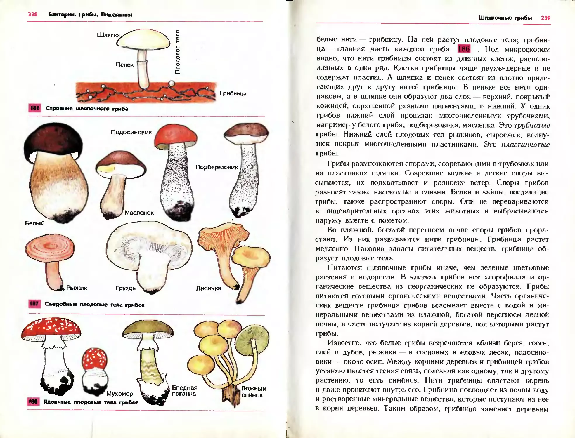 Грибы белые грибы шляпочные грибы. Споры трубчатых грибов. Шляпочные грибы. Споры у шляпочных грибов образуются. Споры на пластинках плодового тела образуются у какого гриба.