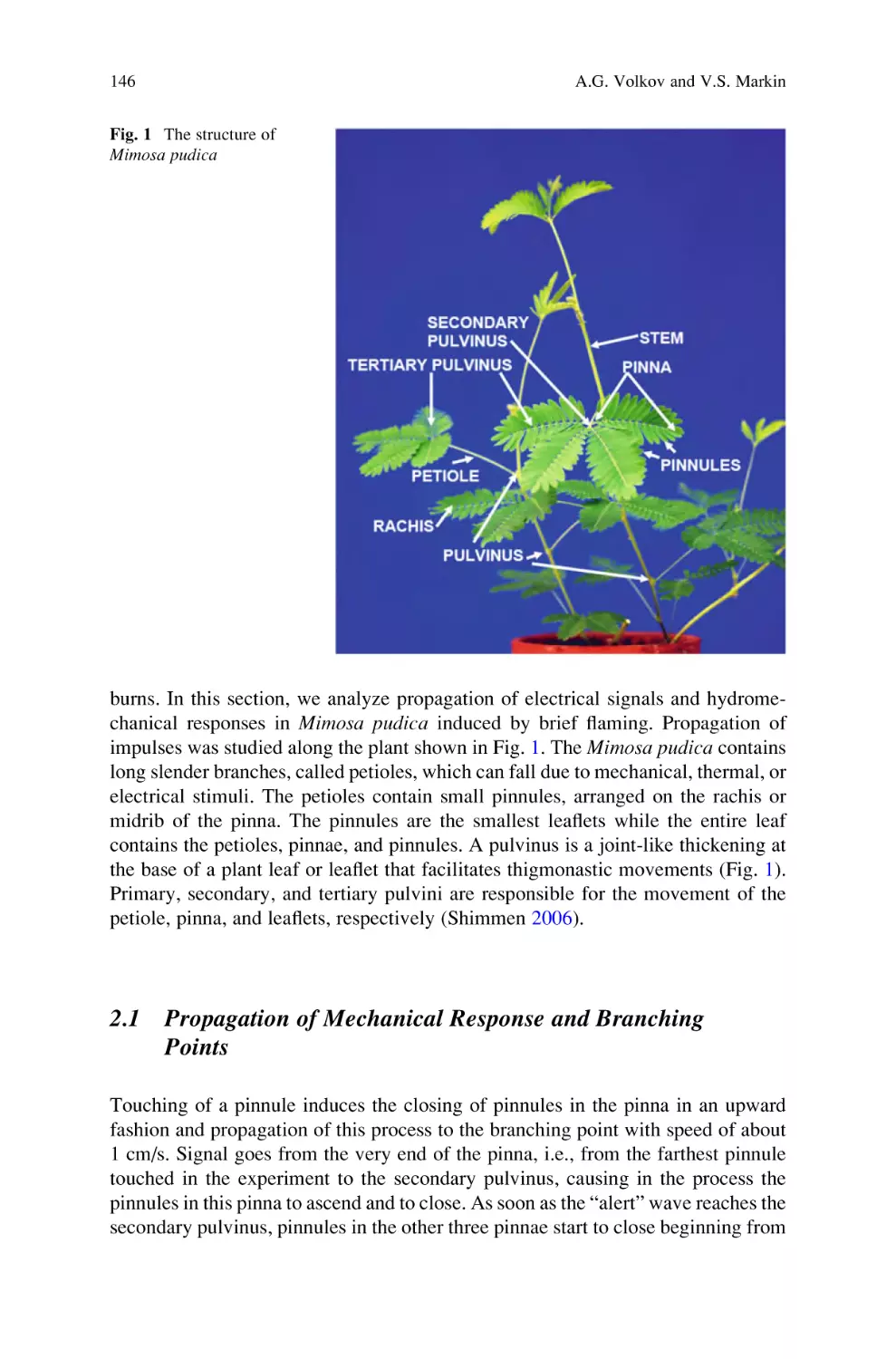 2.1 Propagation of Mechanical Response and Branching Points