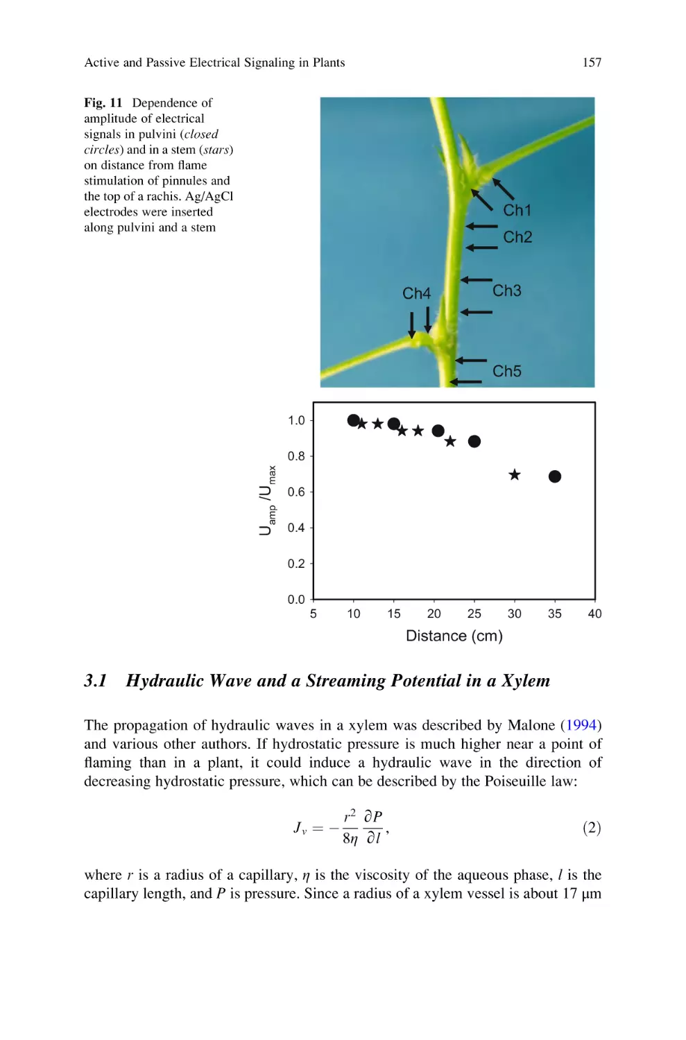3.1 Hydraulic Wave and a Streaming Potential in a Xylem
