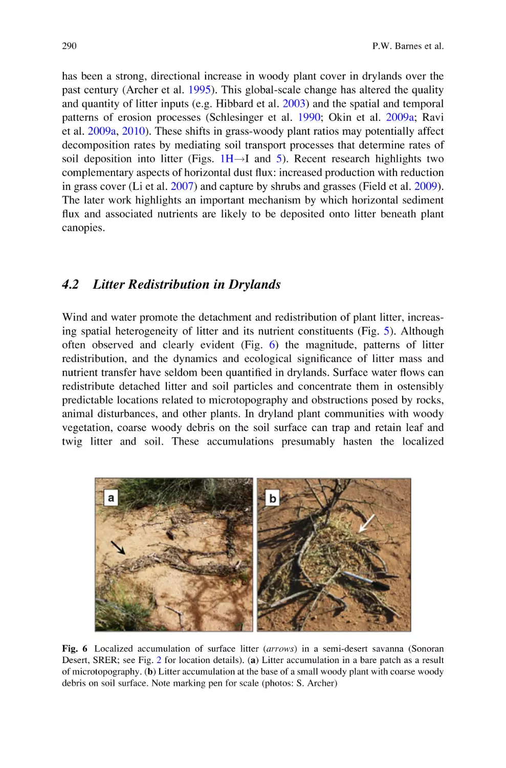 4.2 Litter Redistribution in Drylands