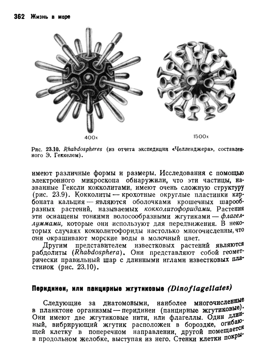 Перидинеи, или панцирные жгутиковые