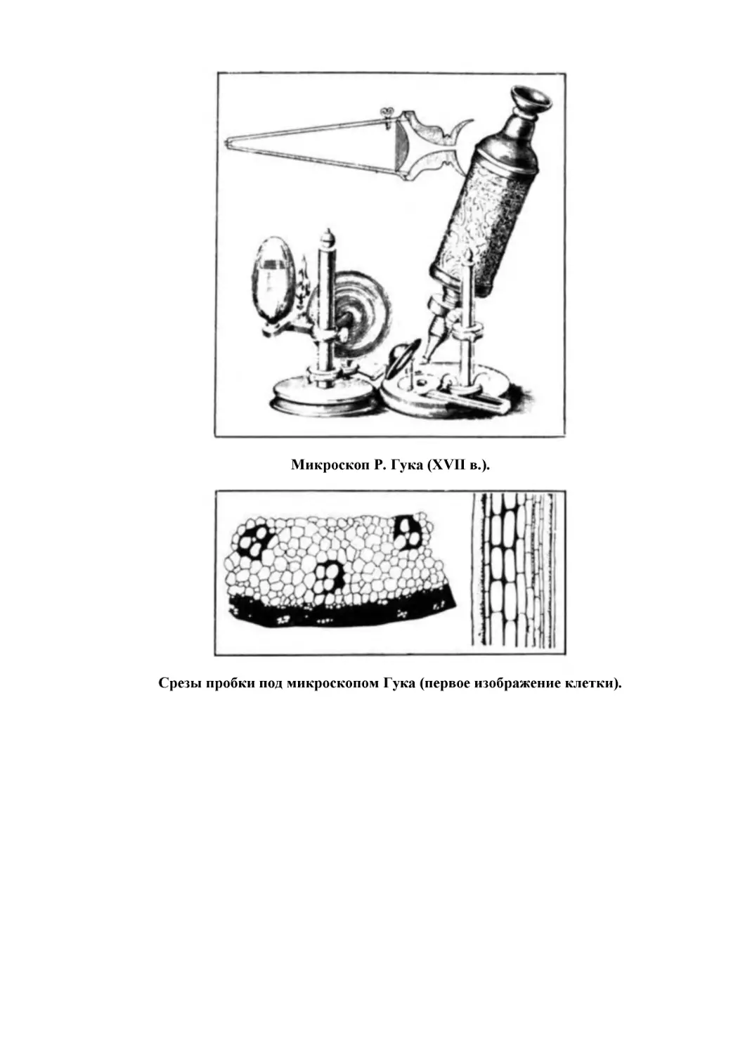 Микроскоп Р. Гука (XVII в.).
Срезы пробки под микроскопом Гука (первое изображение клетки).