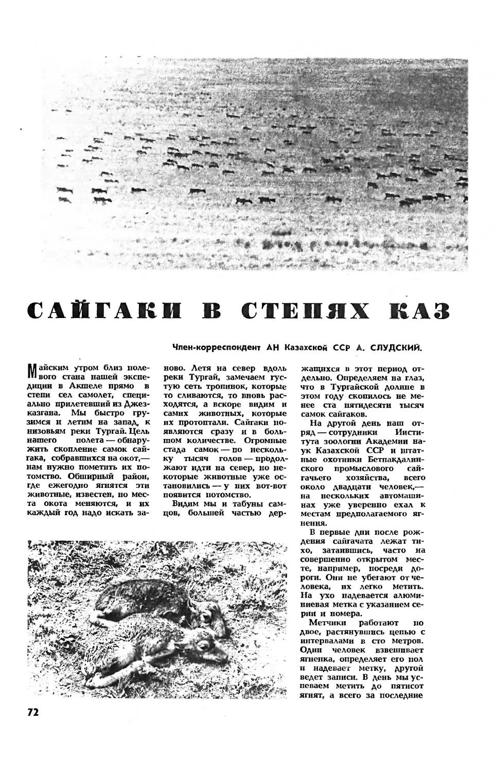 А. СЛУДСКИЙ, чл.-корр. АН Казахской ССР — Сайгаки в степях Казахстана