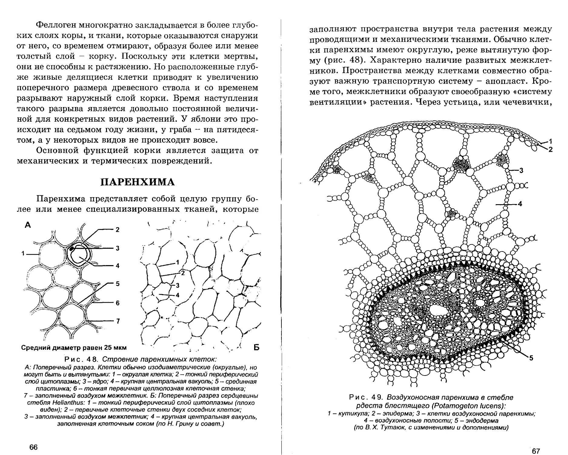 Паренхима