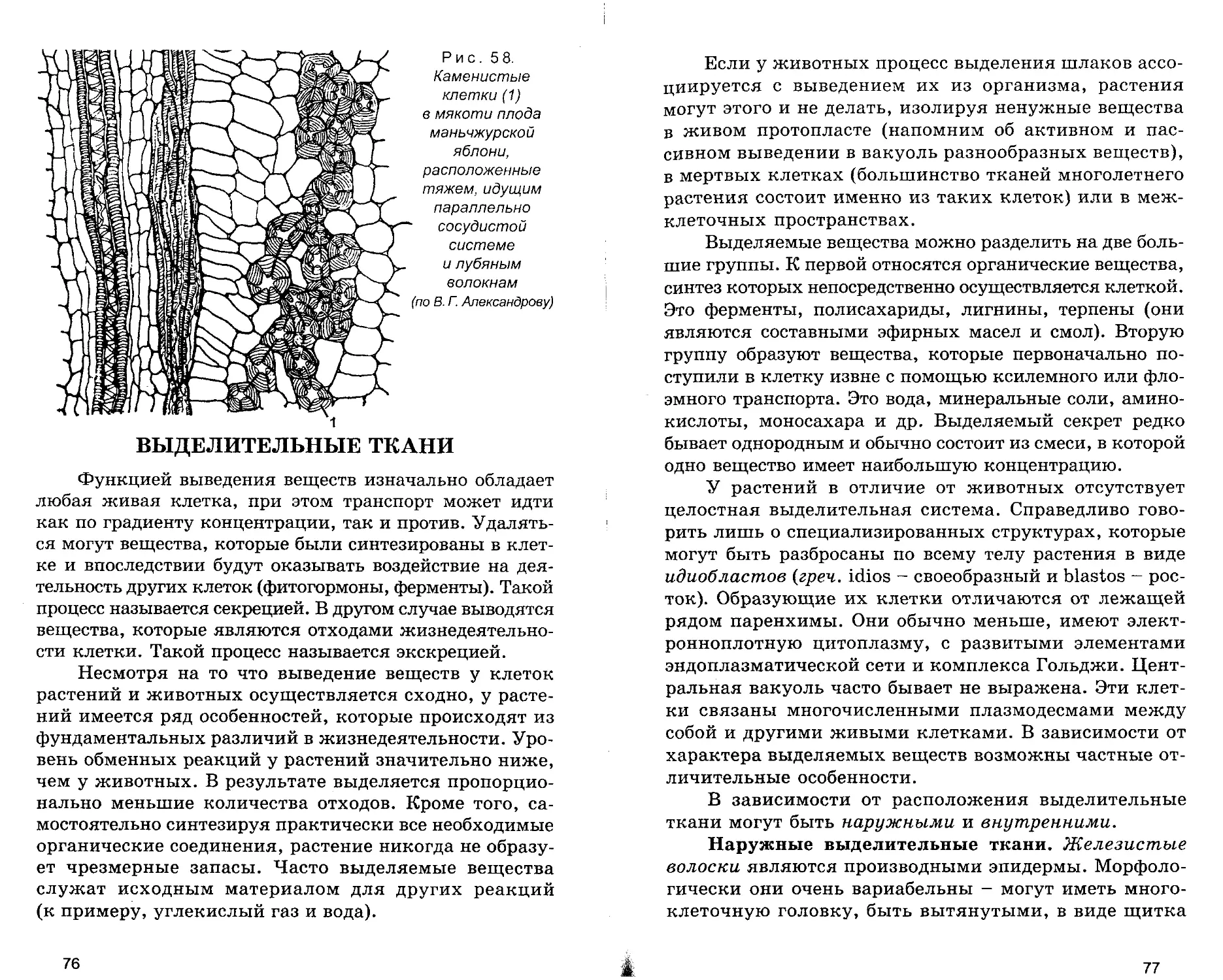 Выделительные ткани