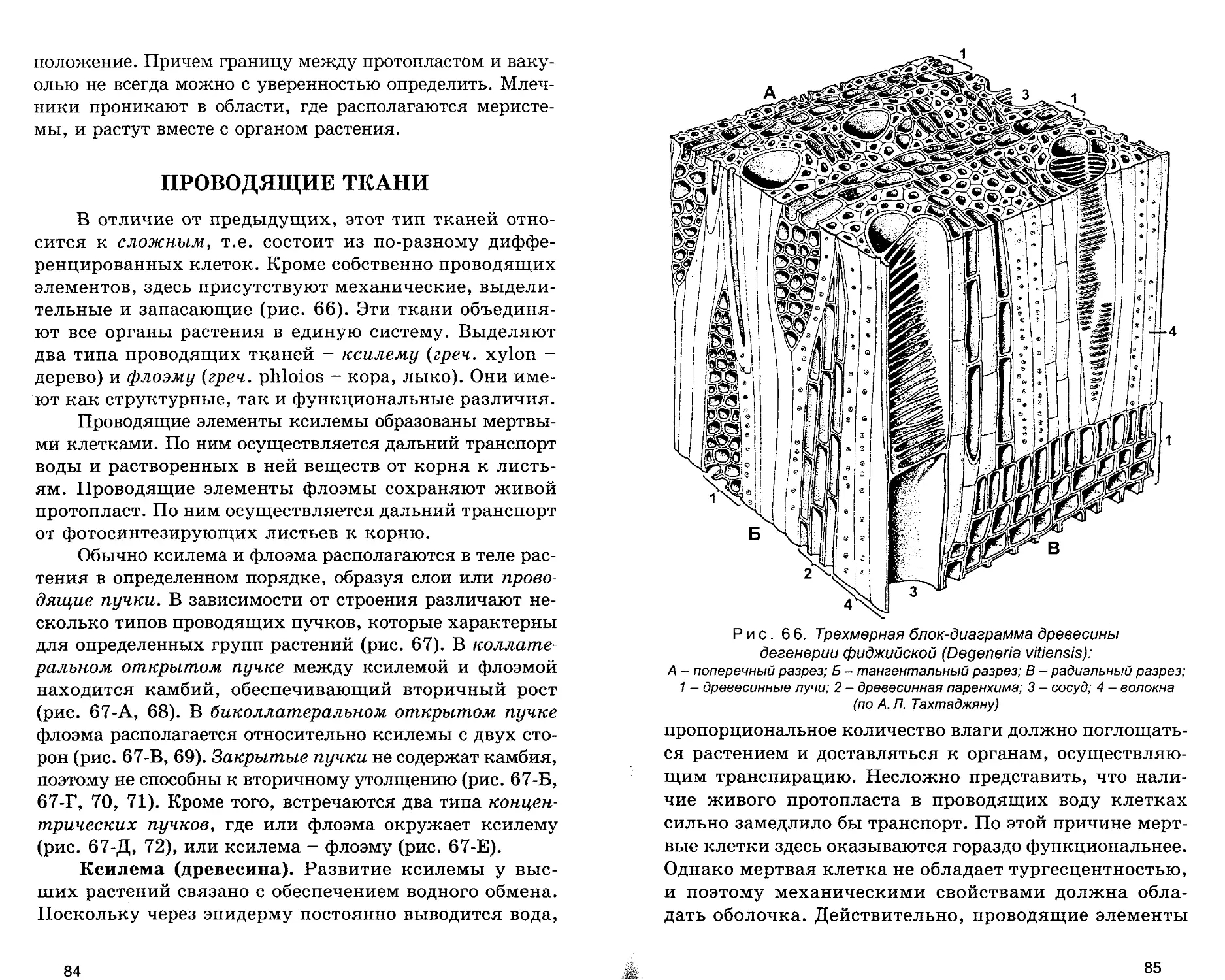 Проводящие ткани