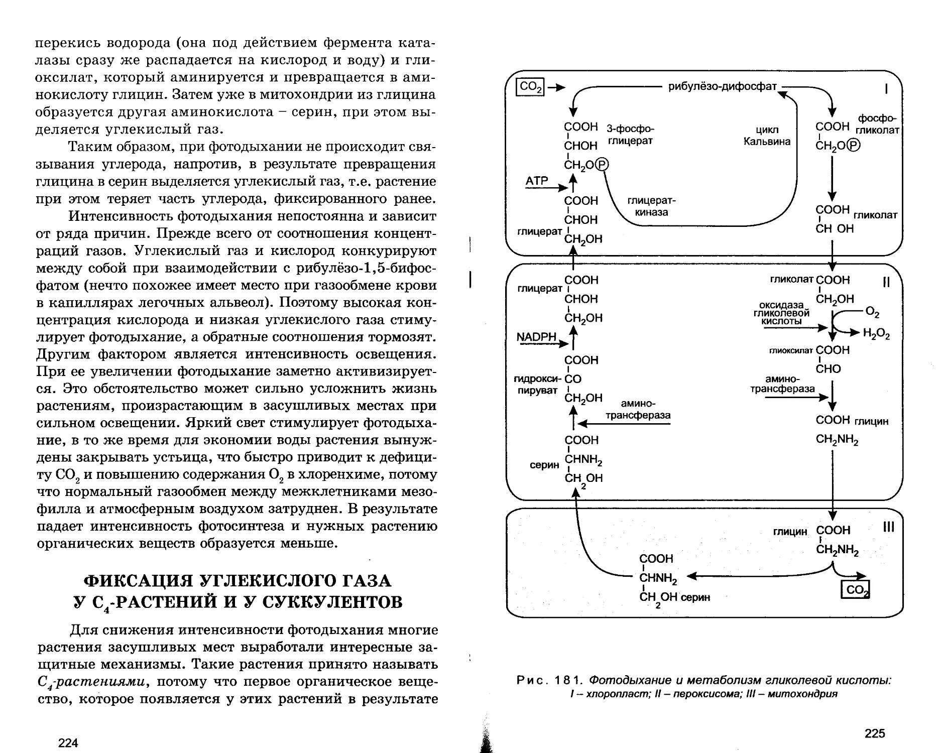 ФИКСАЦИЯ УГЛЕКИСЛОГО ГАЗА