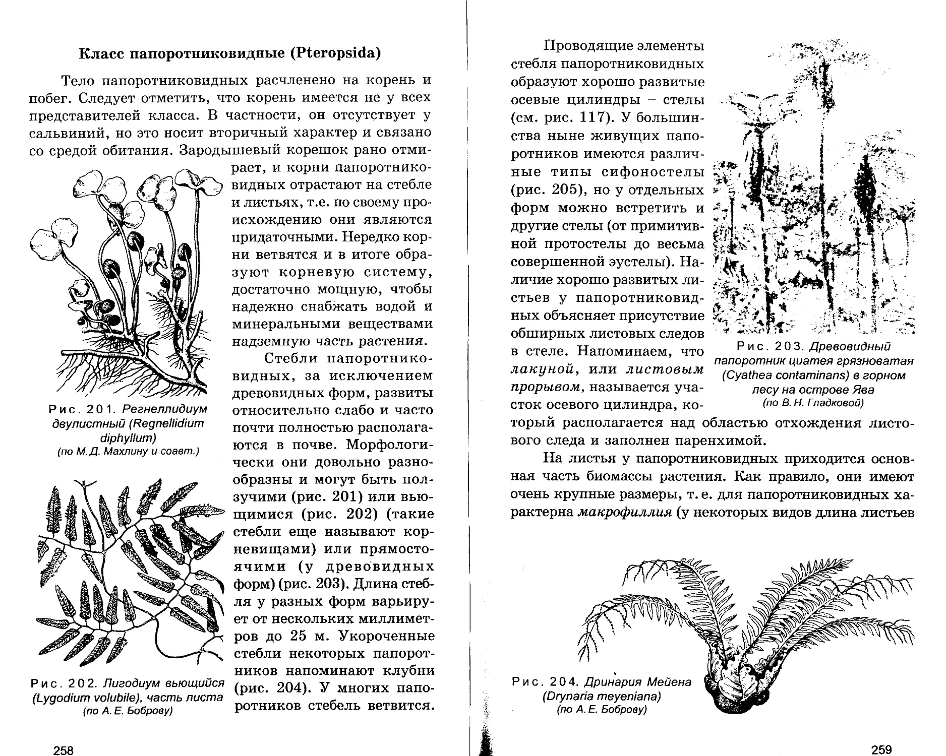 Класс Папоротниковидные