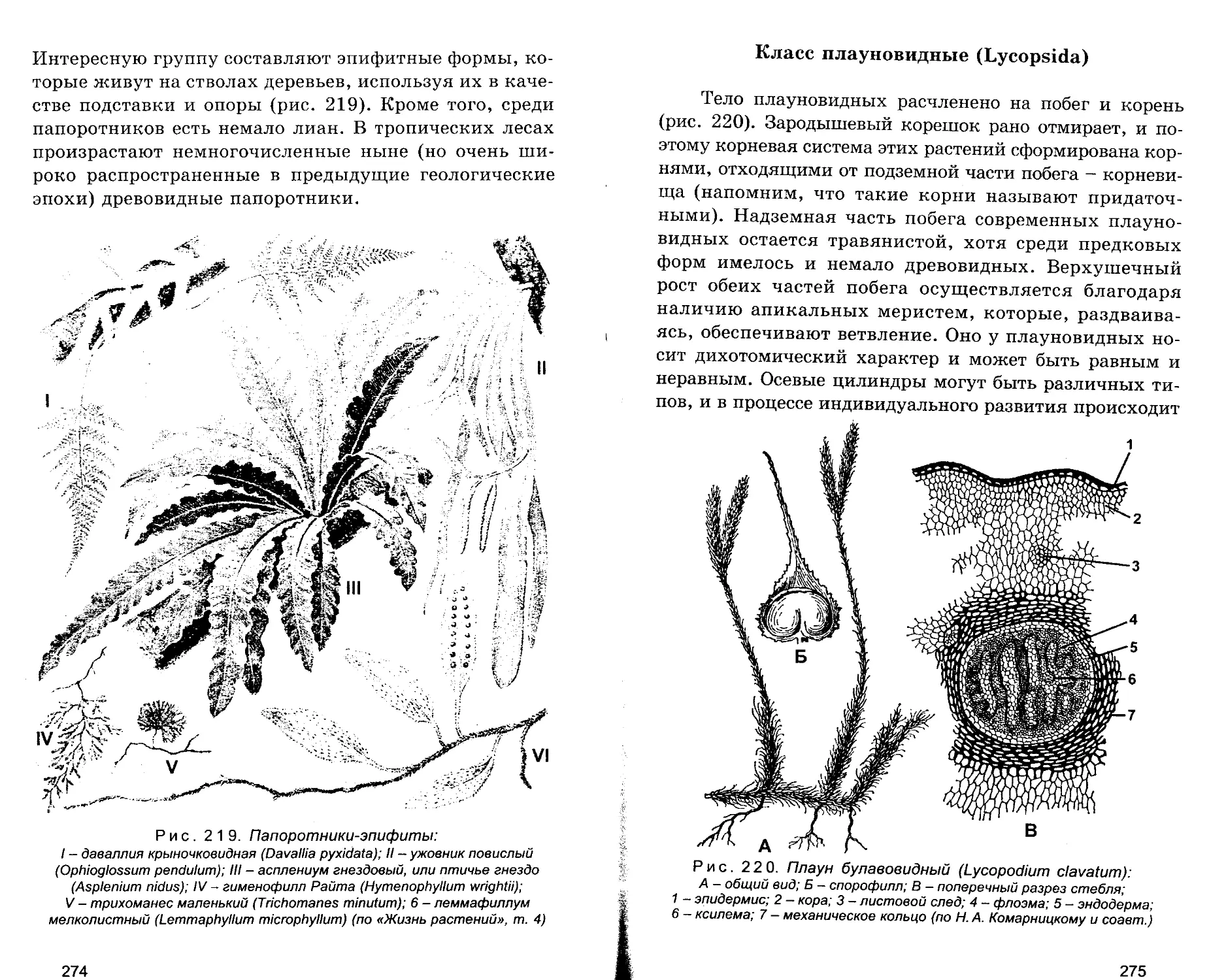 Класс Плауновидные