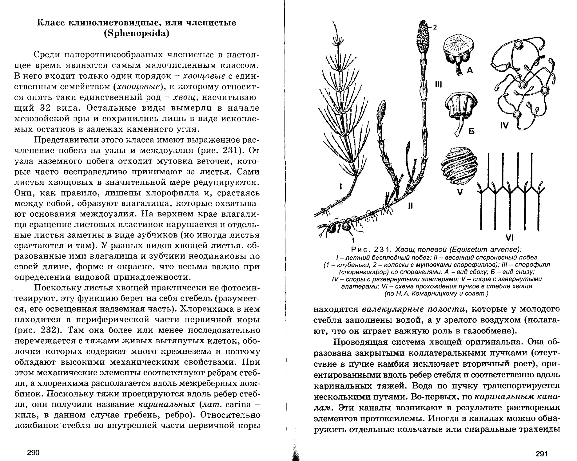 Класс Клинолистовидные (Членистые)