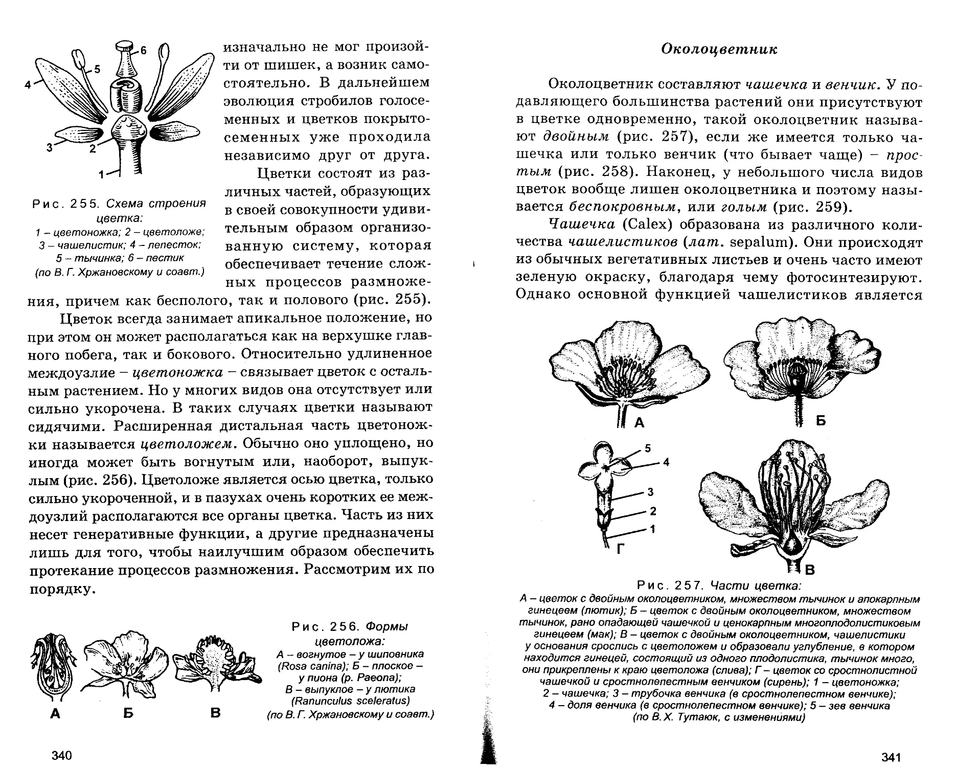 Околоцветник