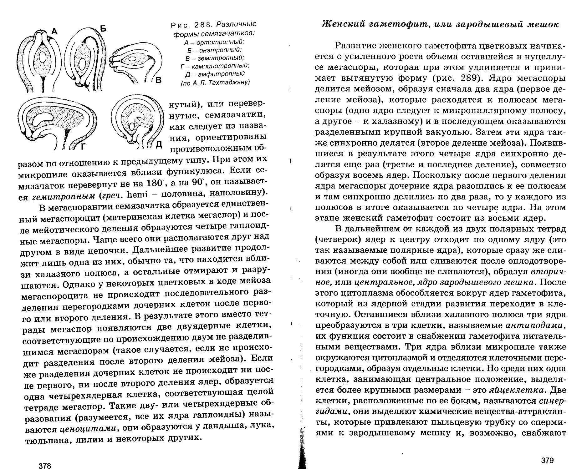 Женский гаметофит, или зародышевый мешок