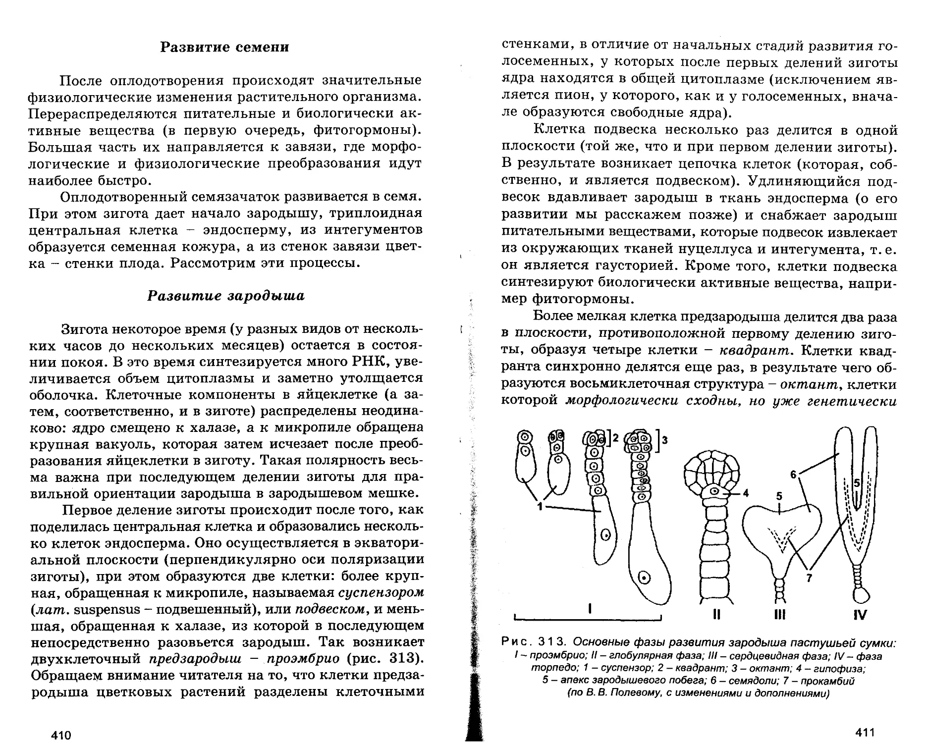 Развитие семени. Развитие зародыша