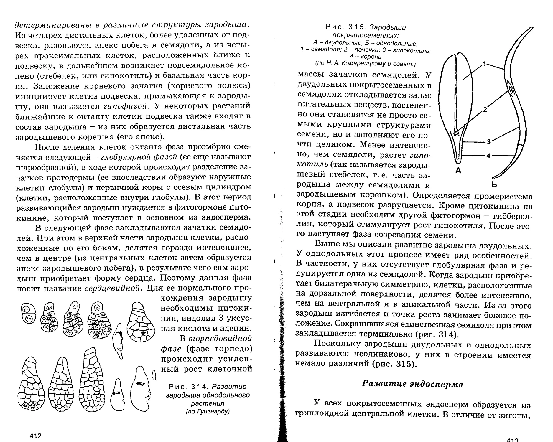 Развитие эндосперма