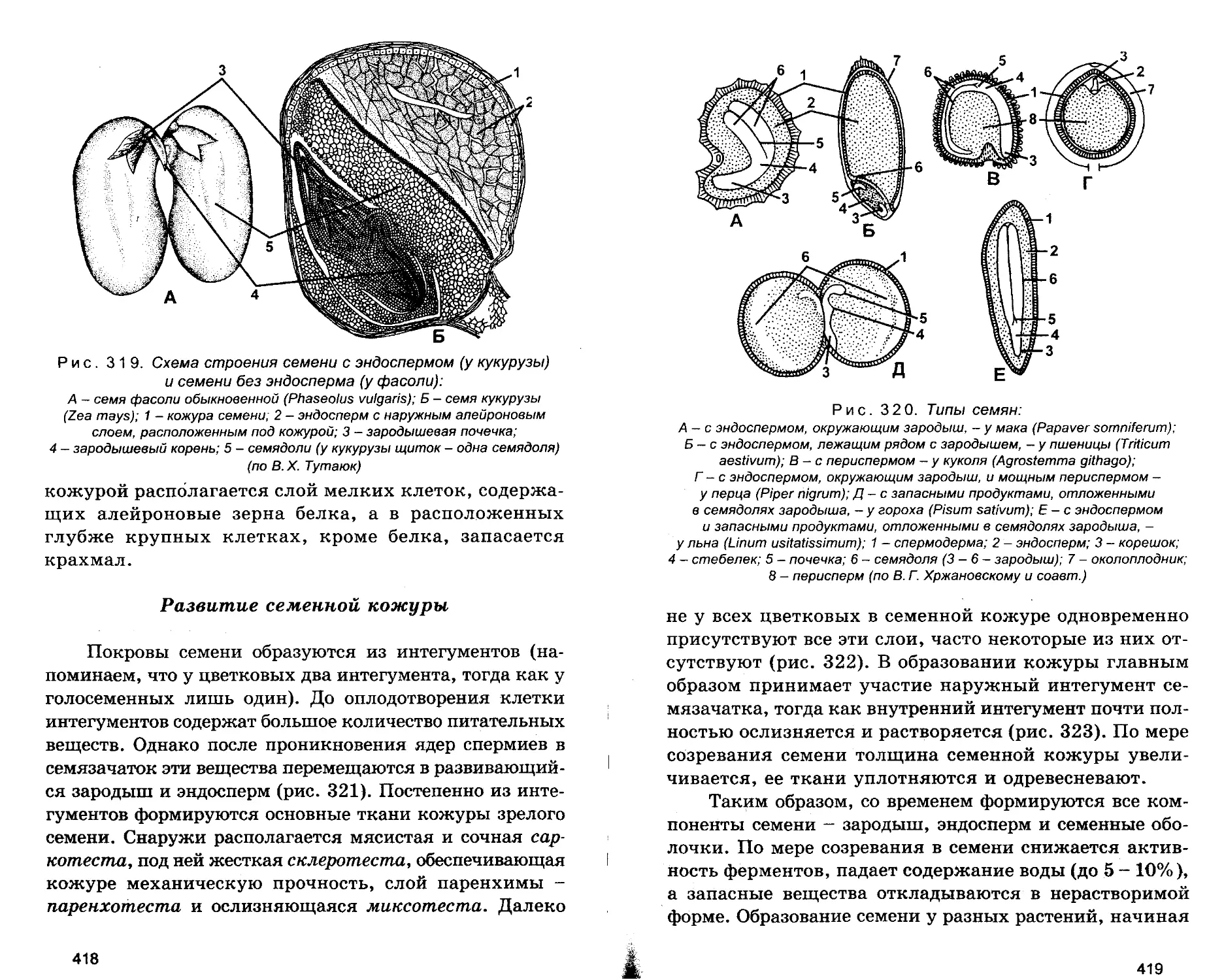 Развитие семенной кожуры